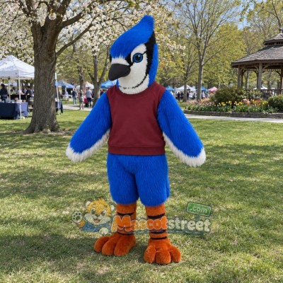 Blue Bird Mascot Costume with Burgundy Sweatshirt Blue Bird Mascot Costume with Burgundy Sweatshirt